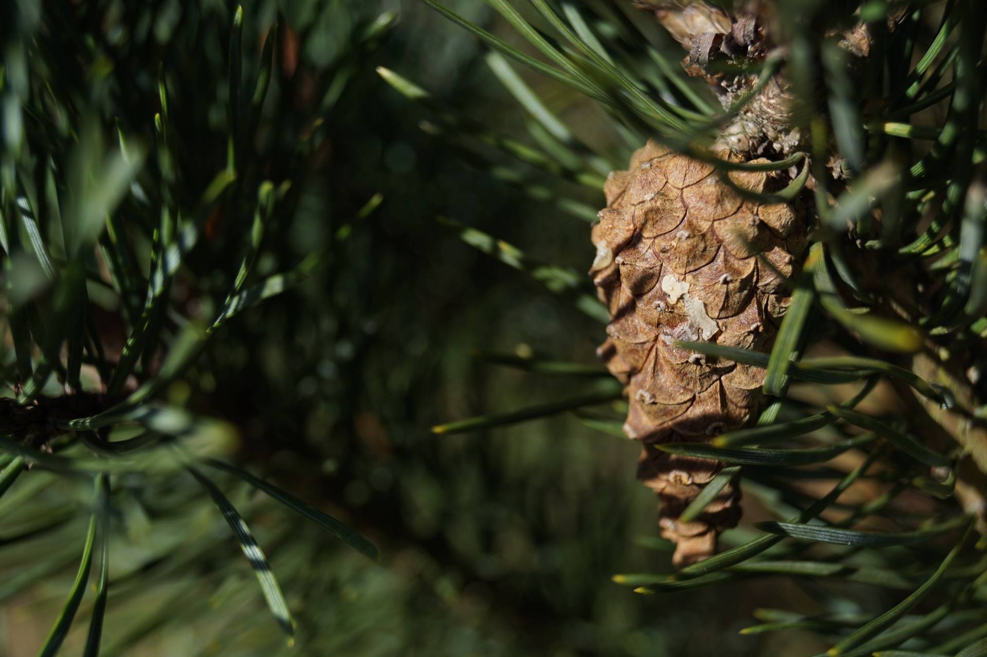 Pinus sylvestris Watererii_03